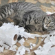 via petcarerx.com